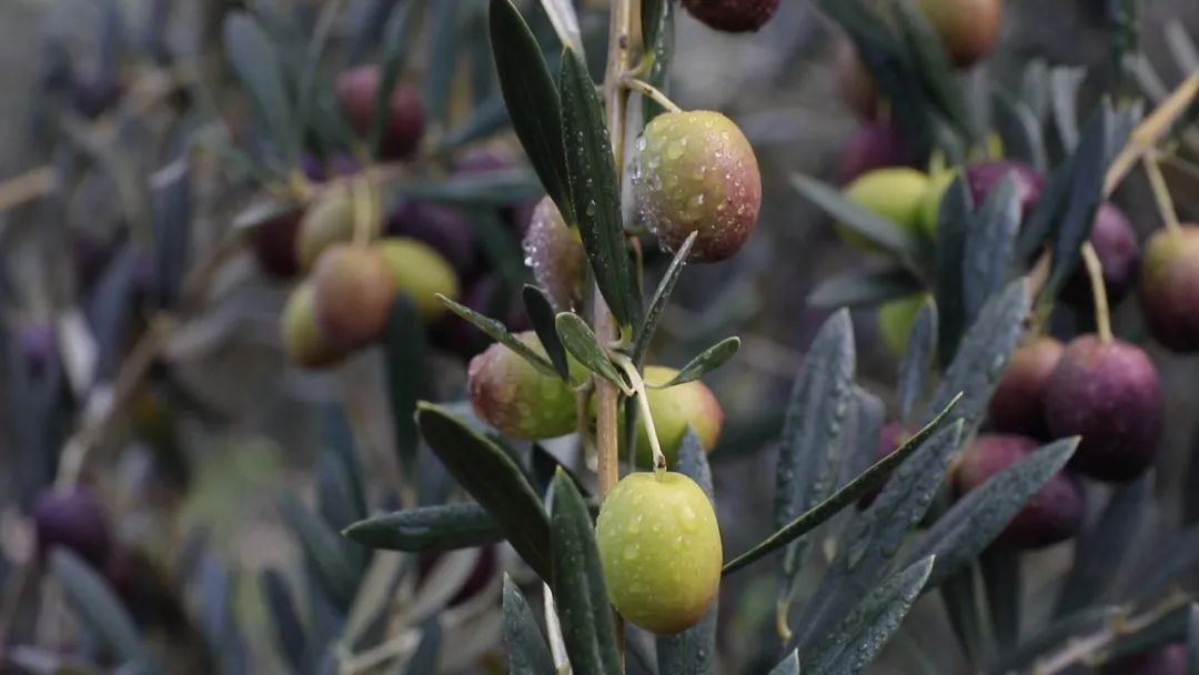 武都油橄榄—— 促进乡村振兴的优势产业 